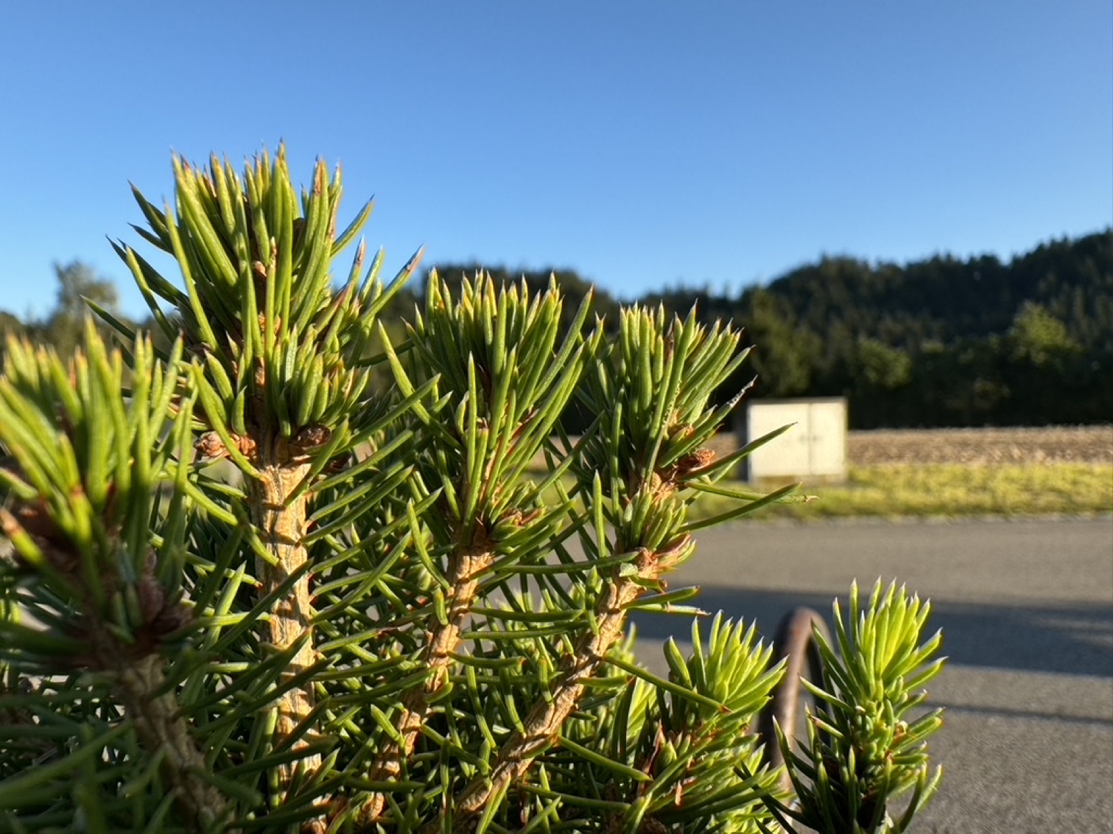 Frische Triebe einer Tanne