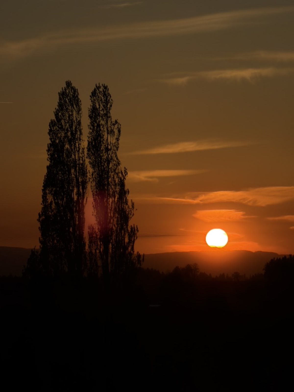 Pappeln-Silhouette im Abendrot